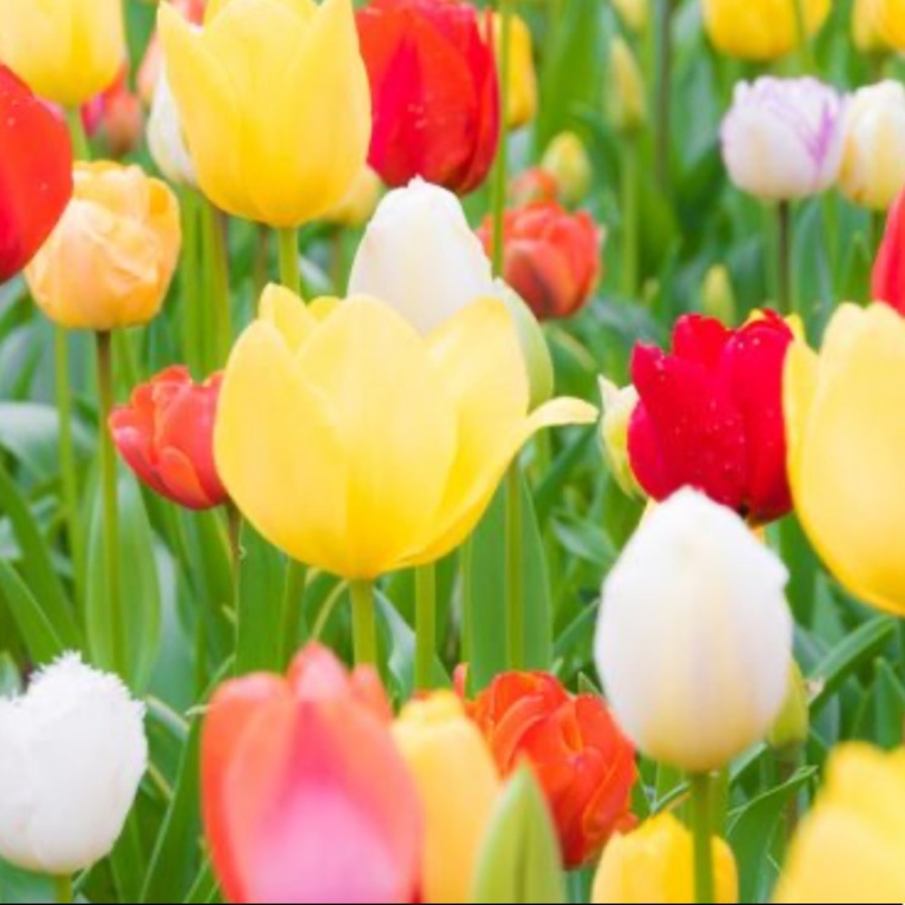 Meet your Posher, Ally